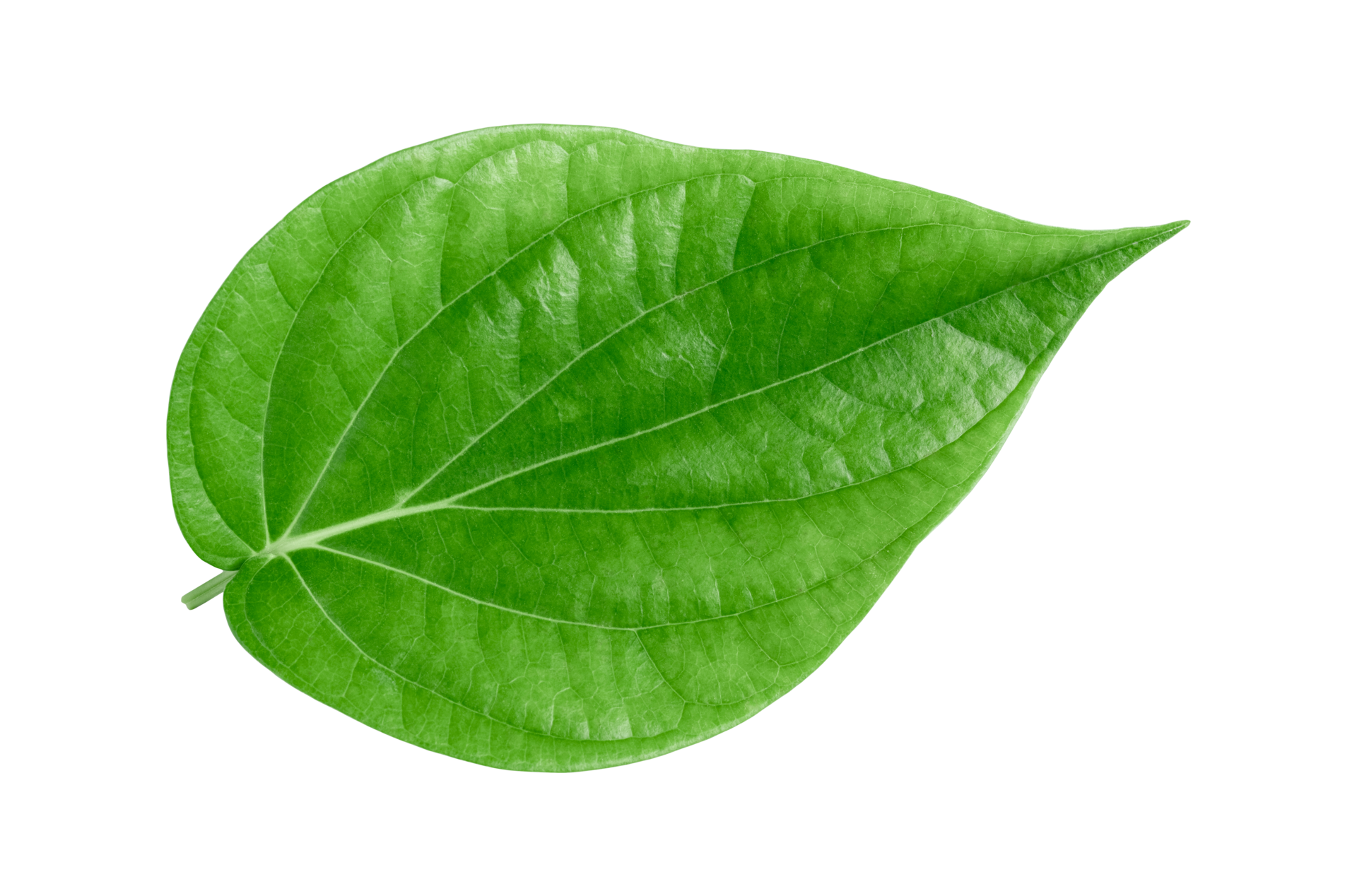 green betel leaf isolated on transparent background,png 22804876 PNG