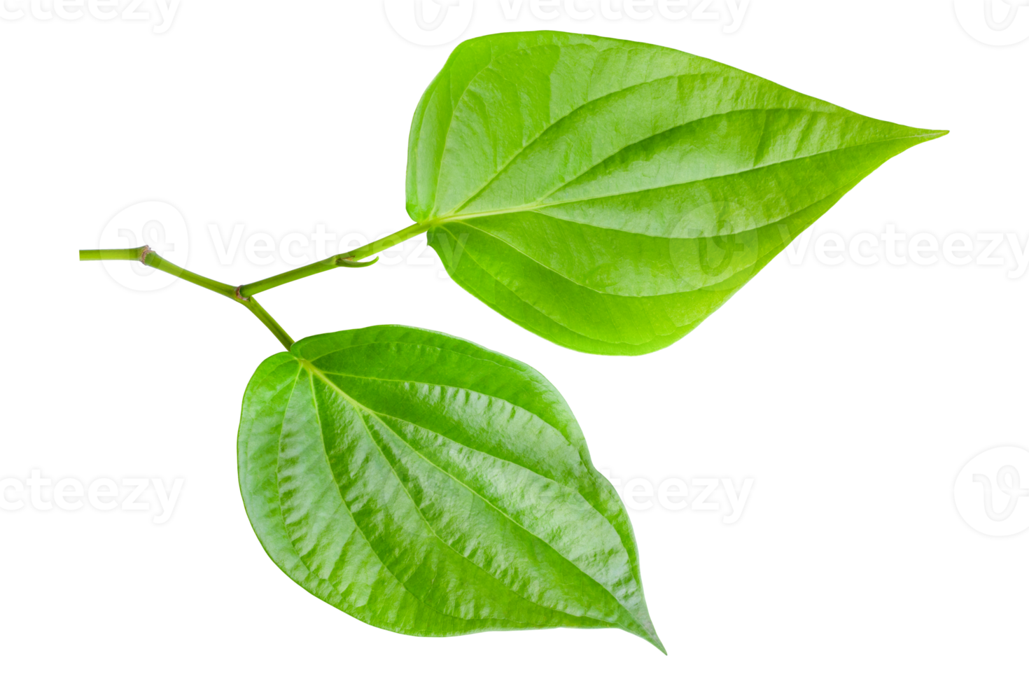 green betel leaf isolated on transparent background,png png