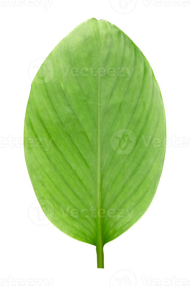 Banana leaves isolated on transparent background. Fresh green banana leaves png