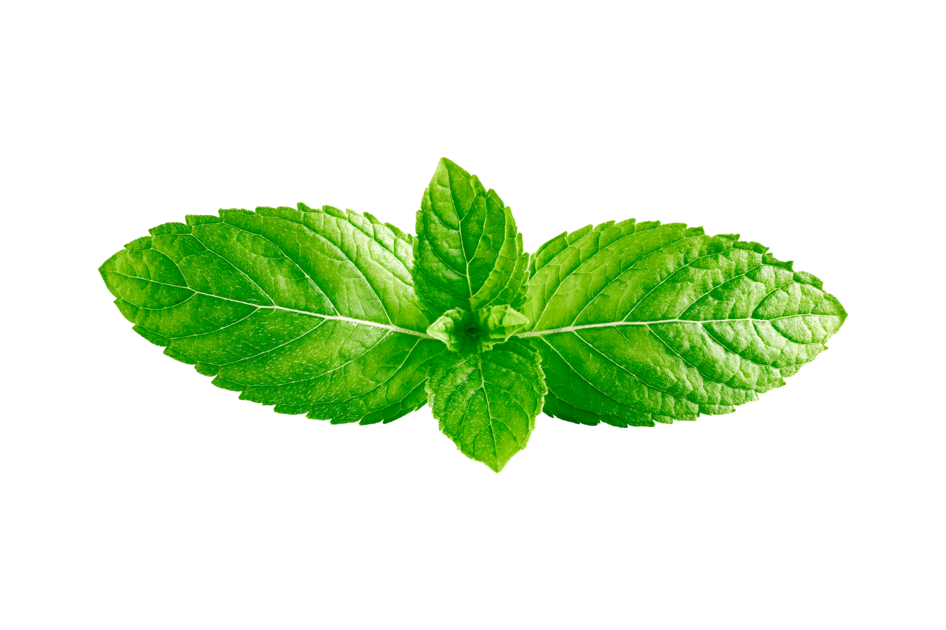 Mint leaves Mint leaves isolated on transparent background 22804962 PNG