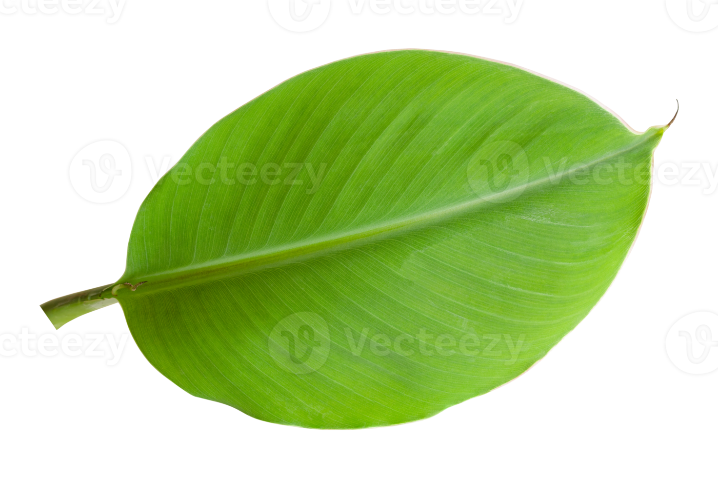 Banana leaves isolated on transparent background. Fresh green banana leaves png