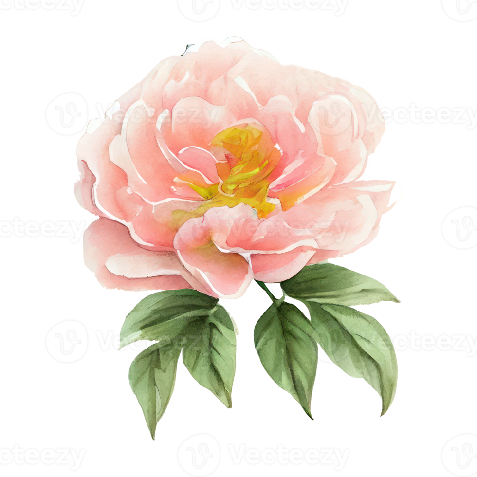 watercolor roses . AI Generated png