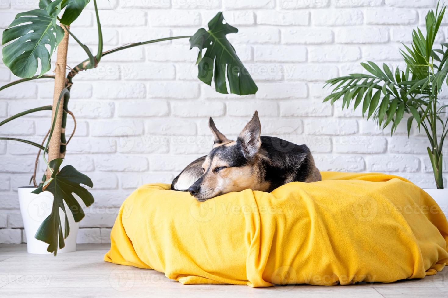 Cute mixed breed dog lying on yellow bed at home falling asleep , home plants on the background photo