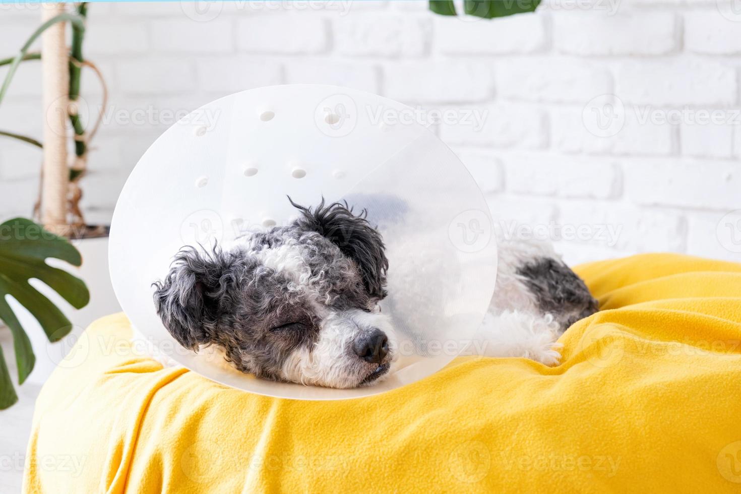 linda mezclado raza perro vistiendo protector cono collar después cirugía, médico herramientas y equipo. foto