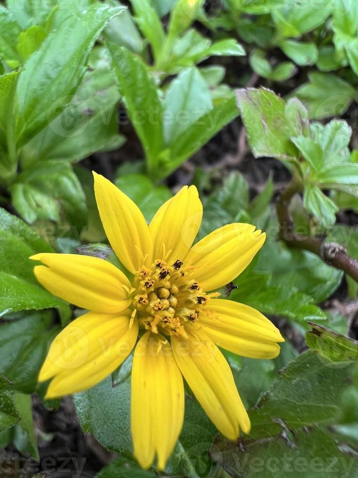 Yellow flower Photo