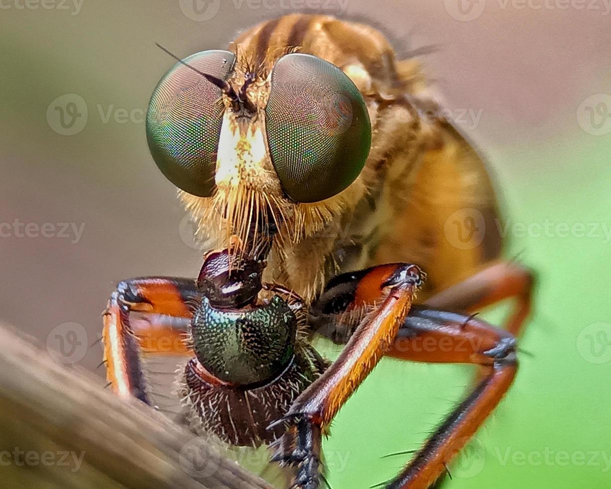 Robberfly with prey photo