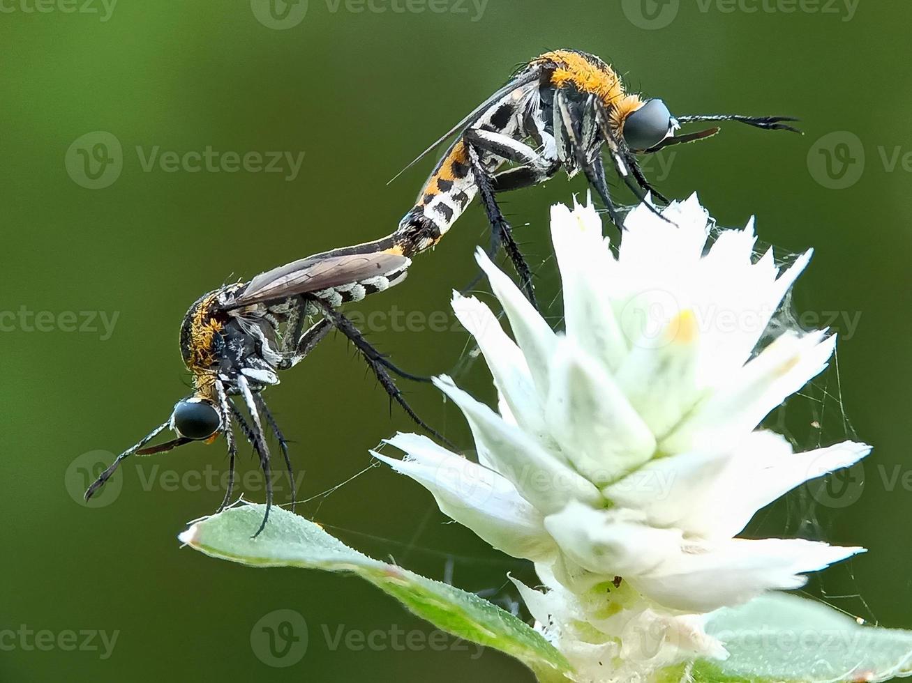 insects mating on grass flower photo