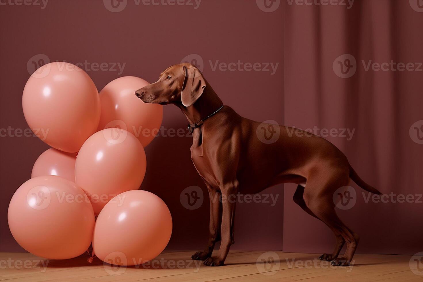 dogs with balloons photo