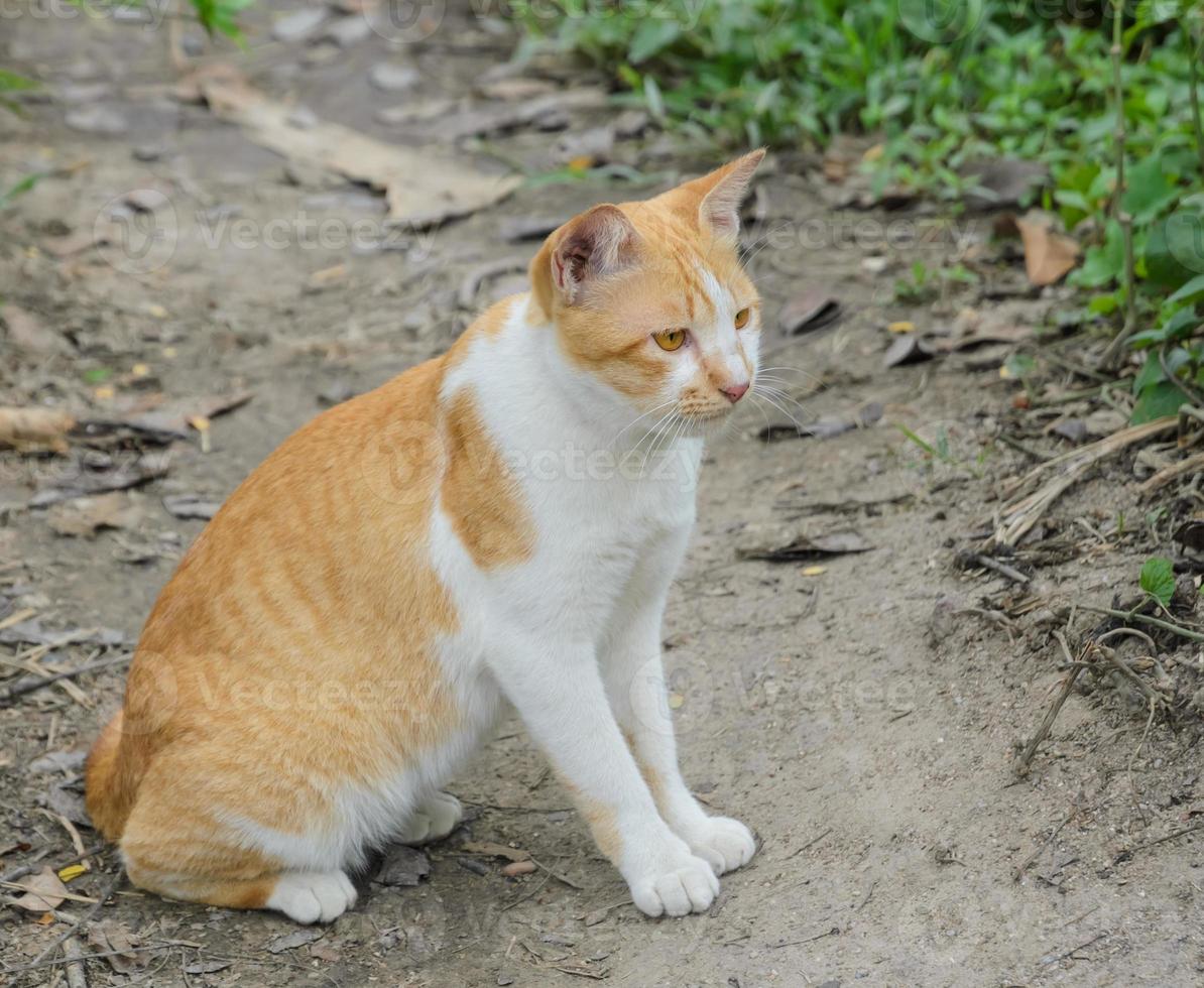 Brown cat in the garden photo
