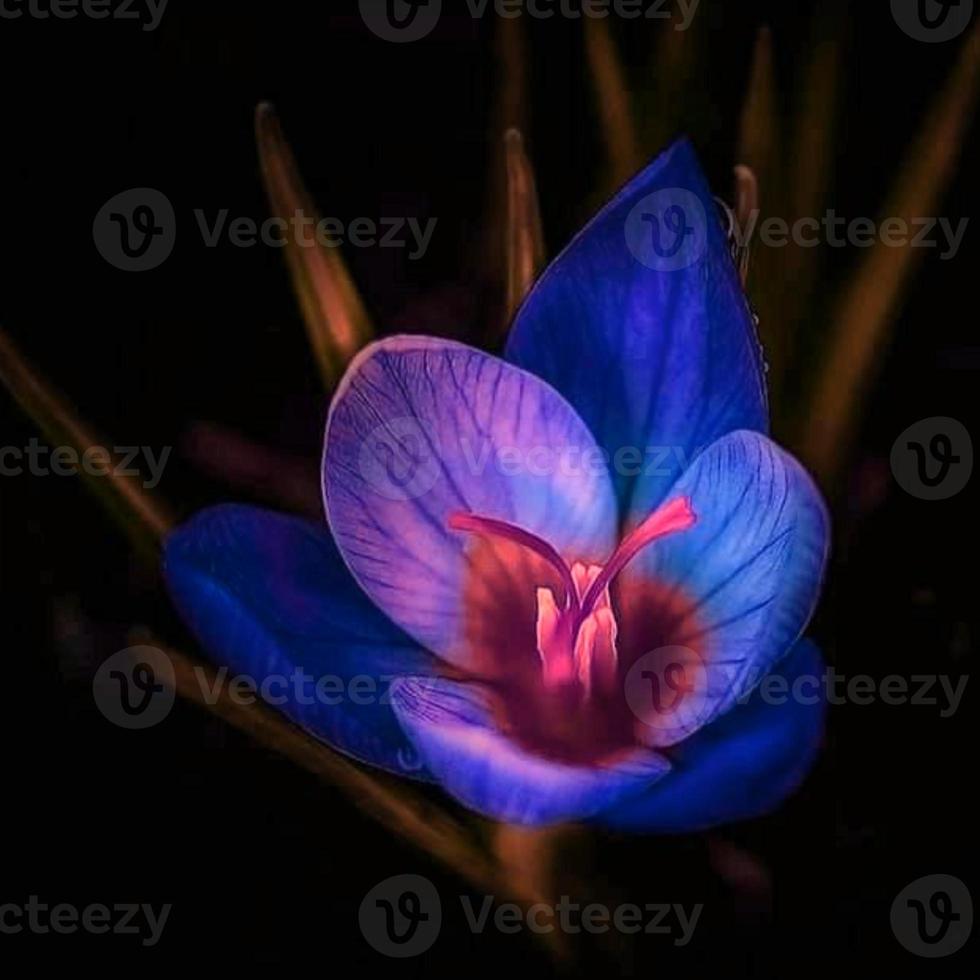 Cosmos bipinnatus, commonly called the garden cosmos, flower blooming in the garden photo