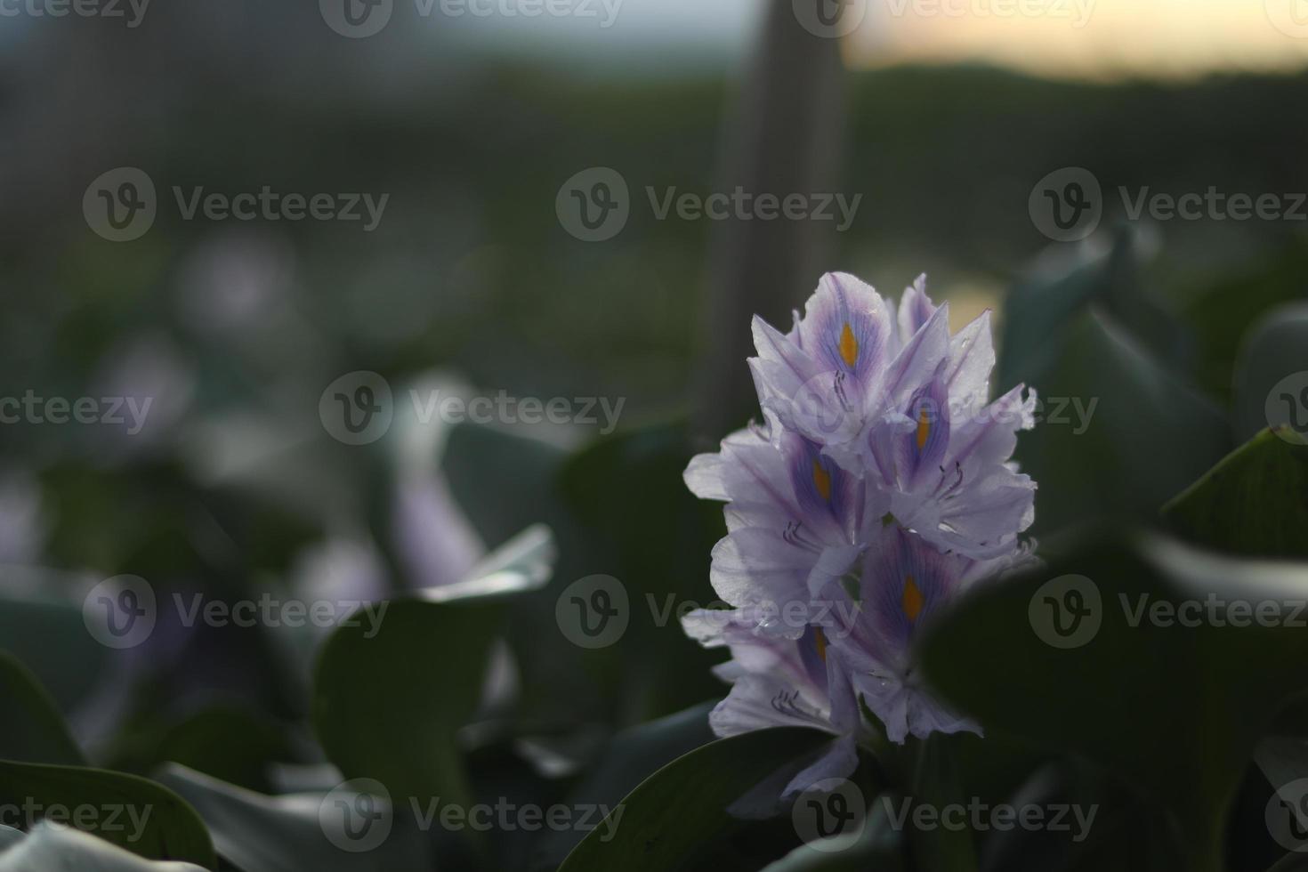 Water Hyacinth  with a single purple flower photo