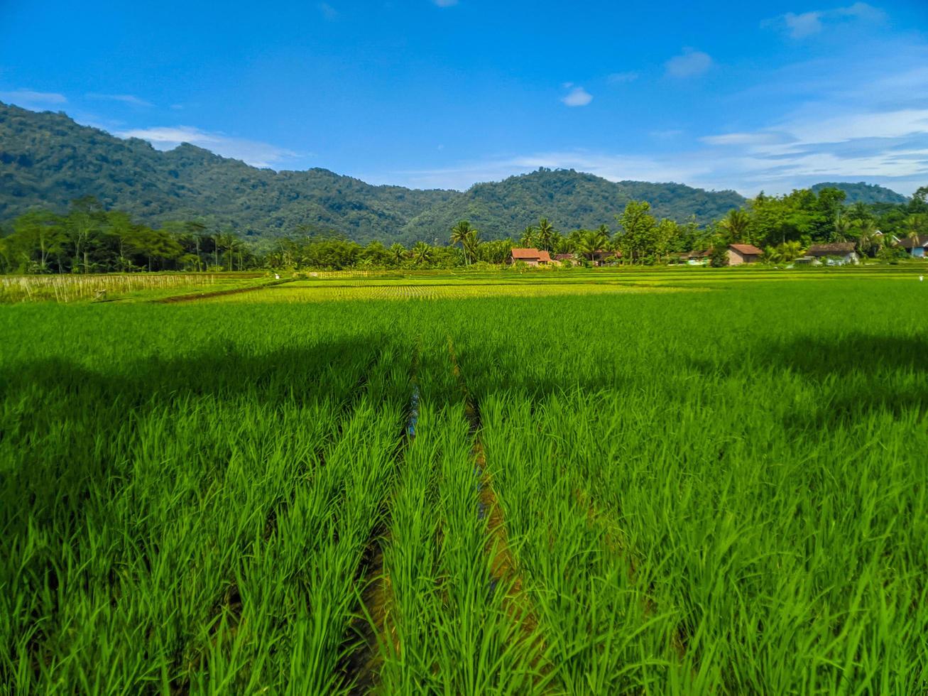 Rice field farm landscape beautiful sunny day in rice fields with blue sky and mountains. photo