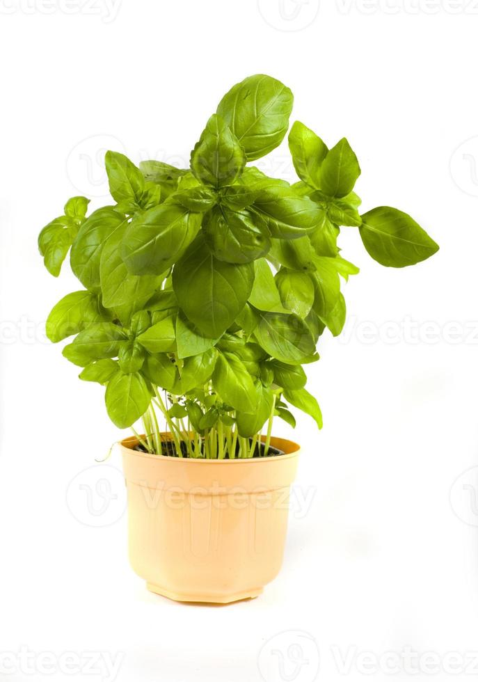 basil in a pot on a white background photo