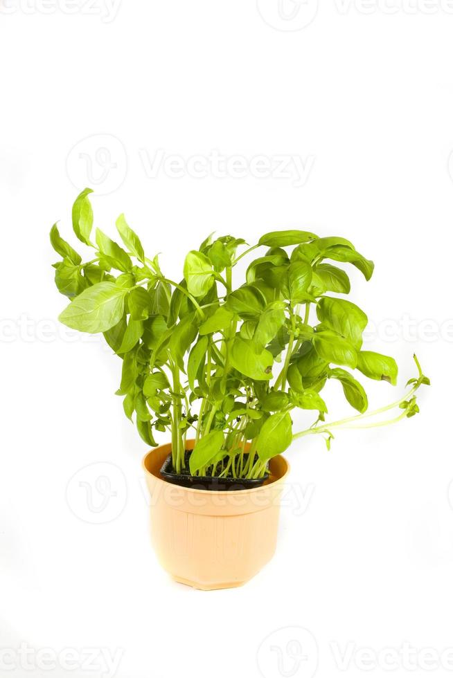 basil in a pot on a white background photo
