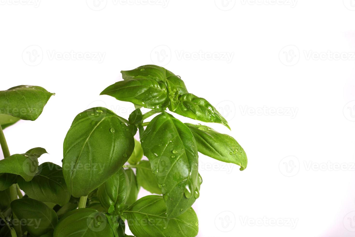 basil on a white background photo