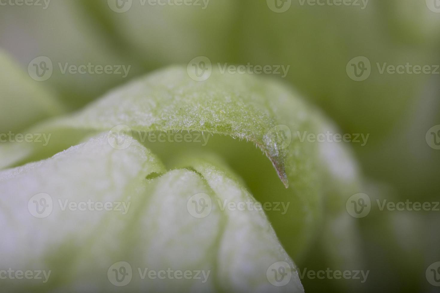 green hop cone closeup photo