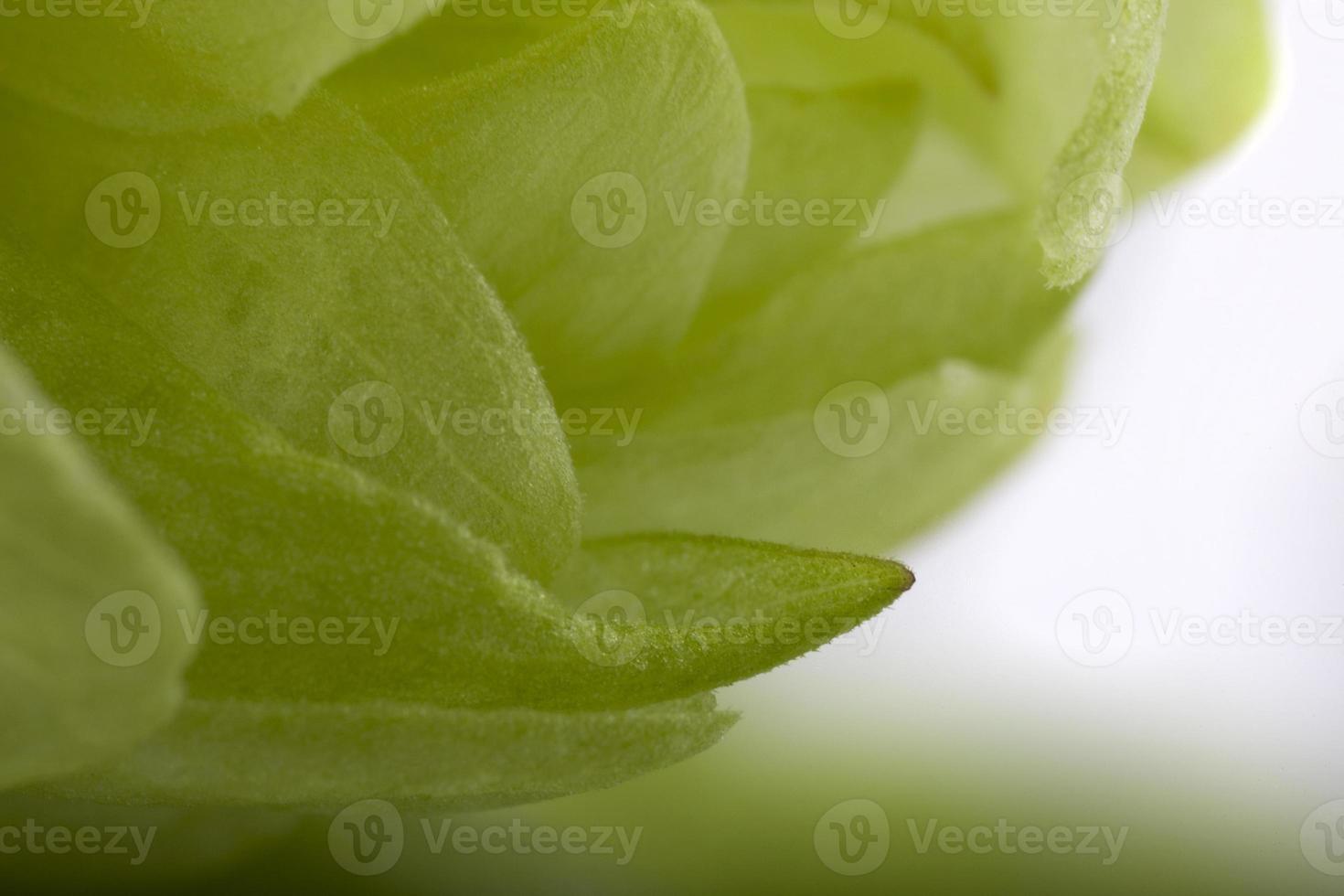 green hop cone closeup photo