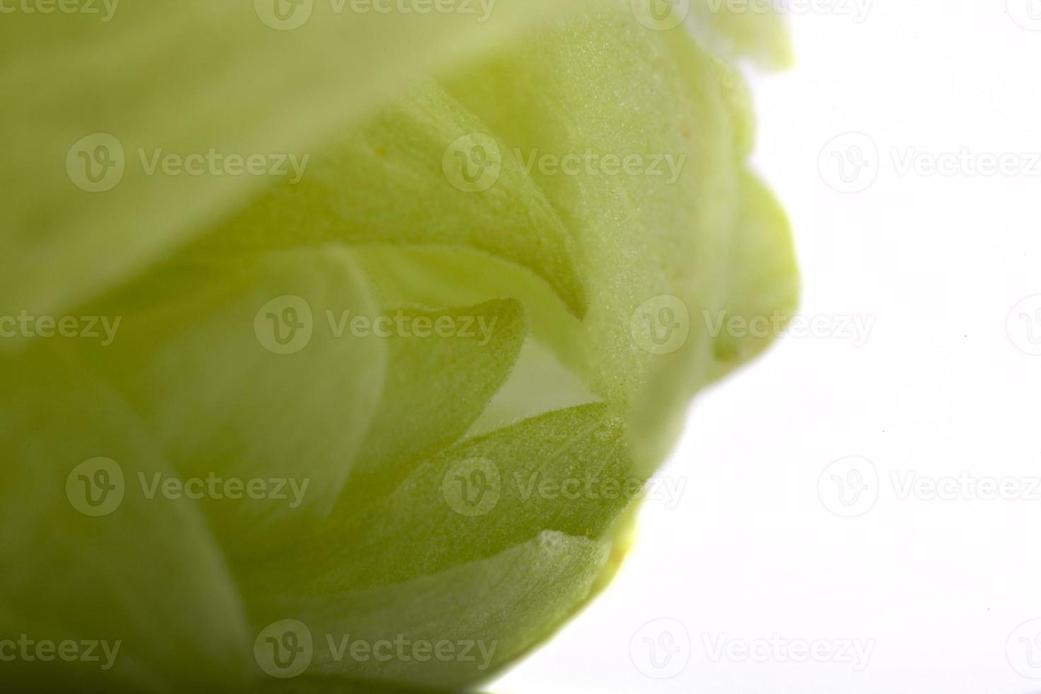 green hop cone closeup photo