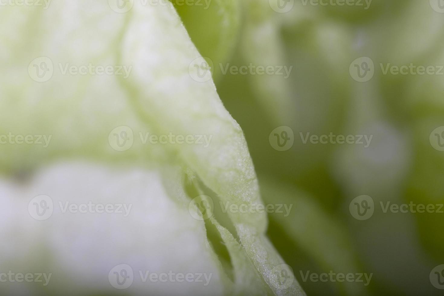 green hop cone closeup photo
