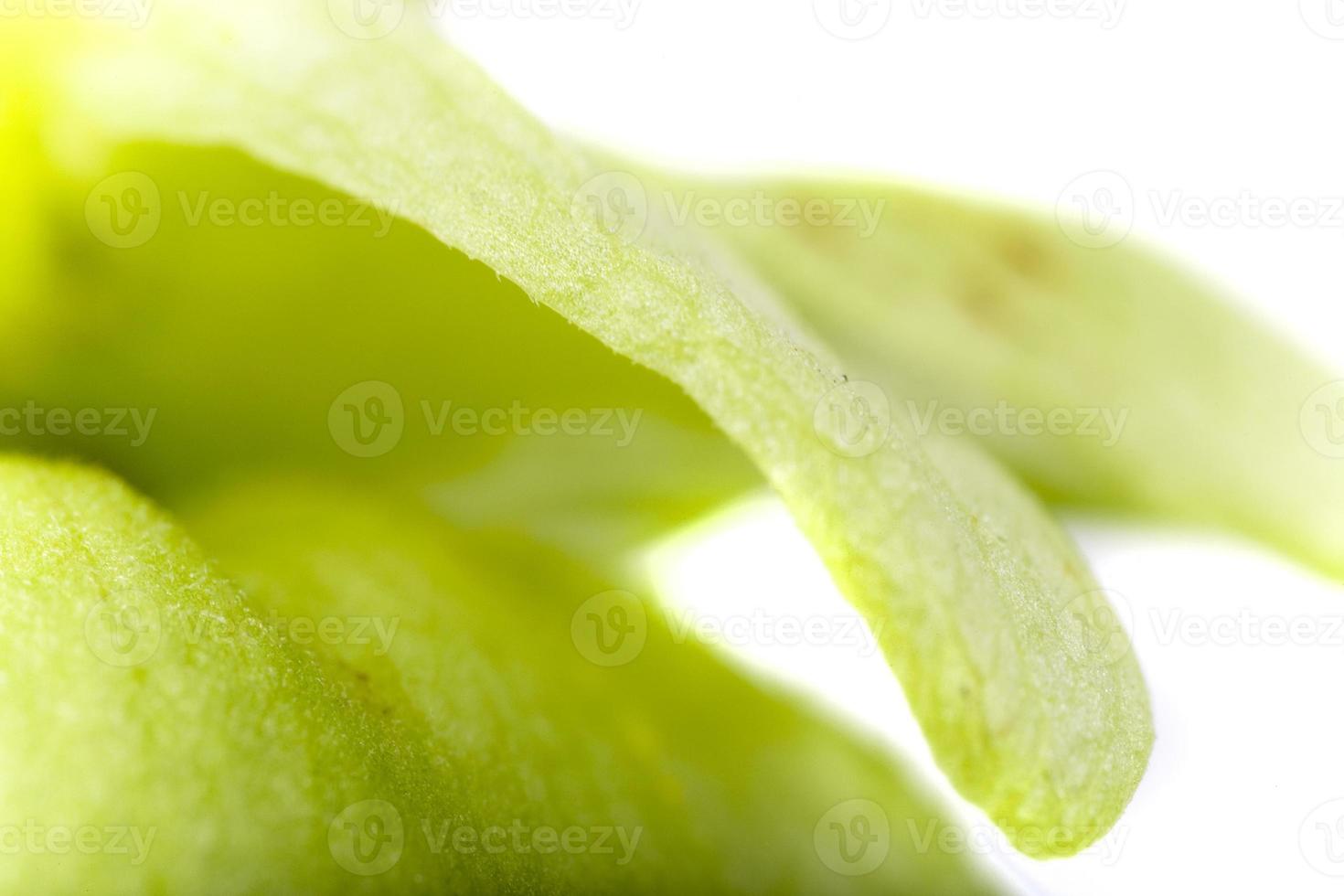 green hop cone closeup photo