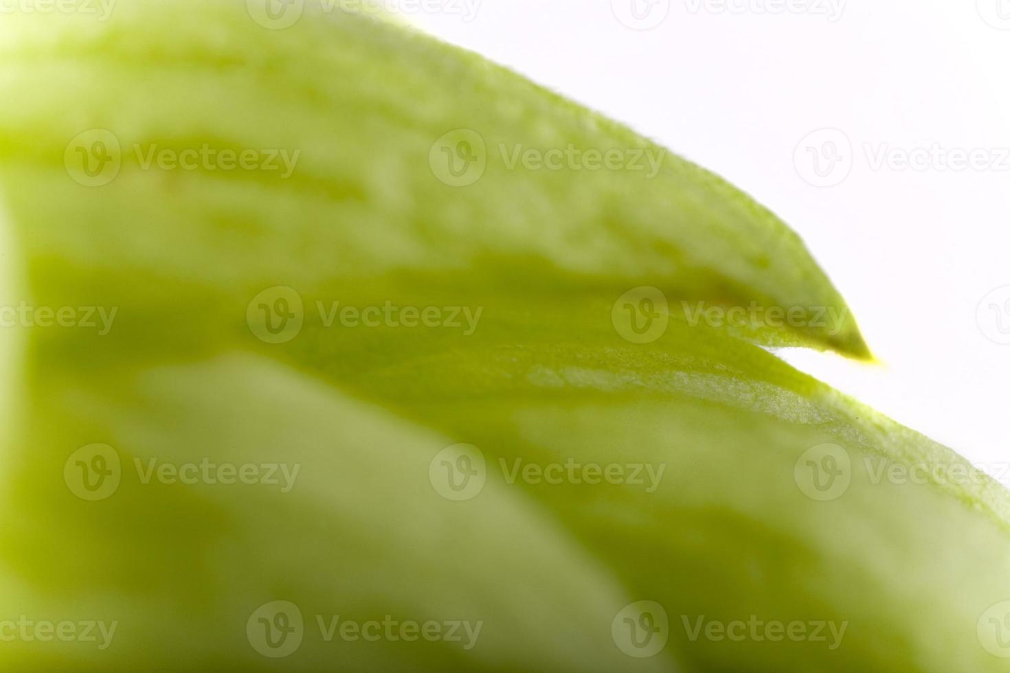 green hop cone closeup photo