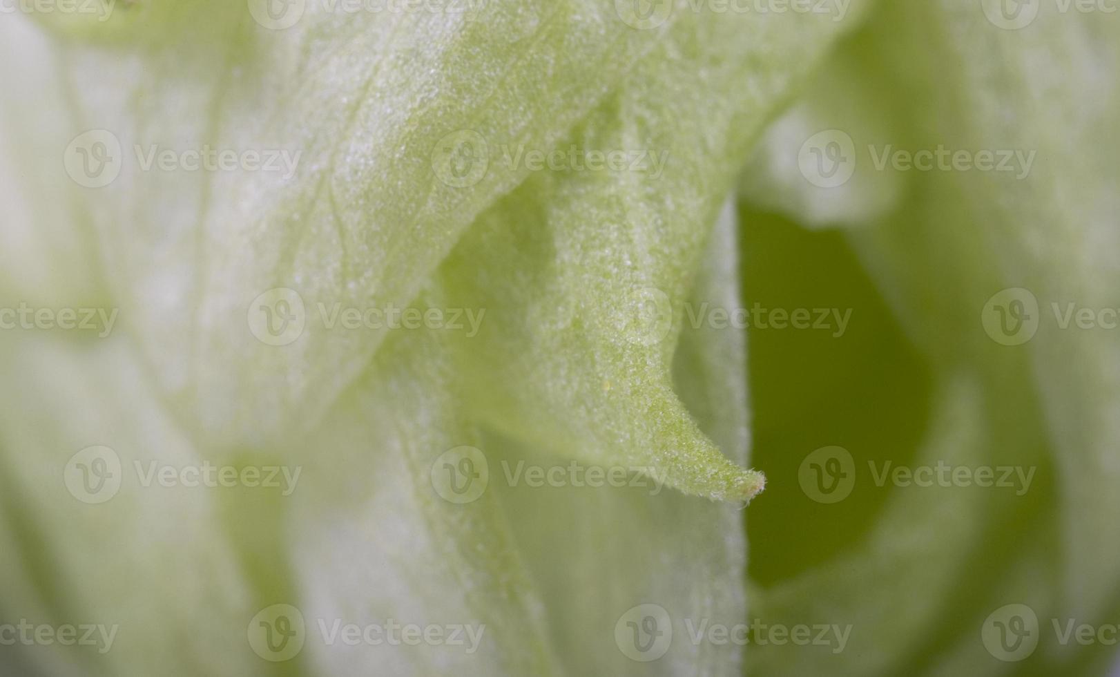green hop cone closeup photo