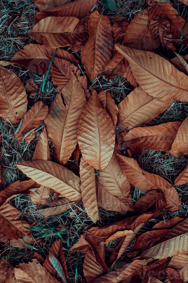 brown and red dry leaves in the ground in autumn season photo