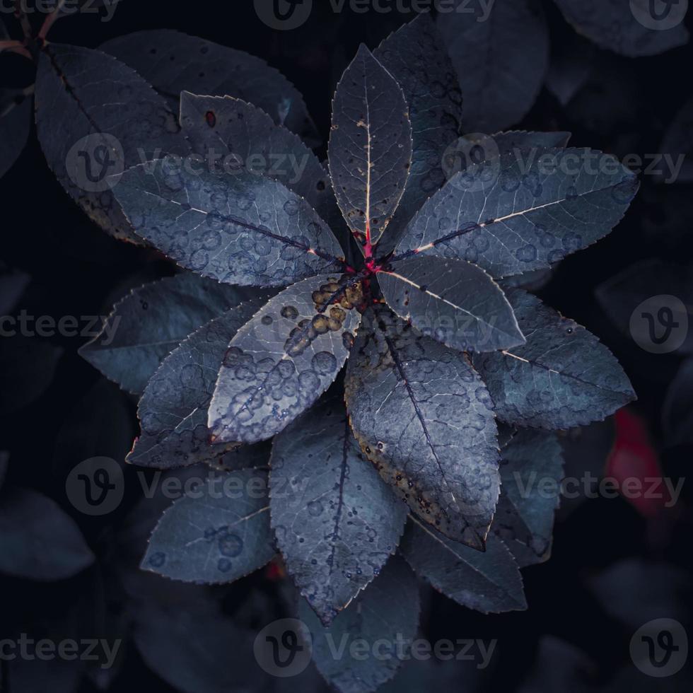 blue plant leaves in wintertime, blue background photo