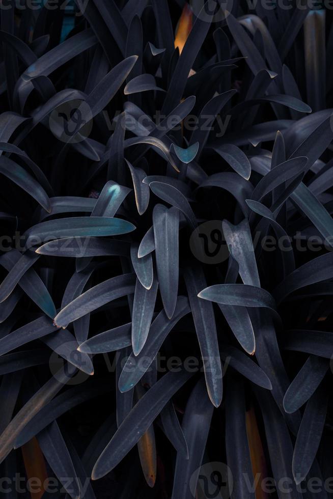 blue plant leaves in wintertime, blue background photo