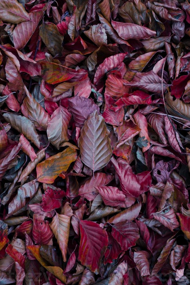 brown and red dry leaves in the ground in autumn season photo