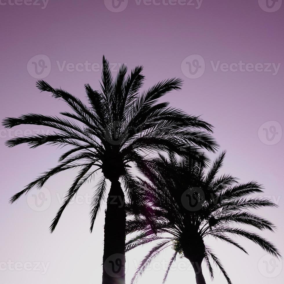 palm trees with sunset a beautiful sunset background photo