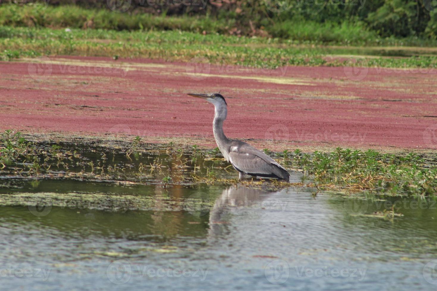 Pelicans in natural habitats are rarely found and almost extinct, this photo is located in the city of Demak, Indonesia