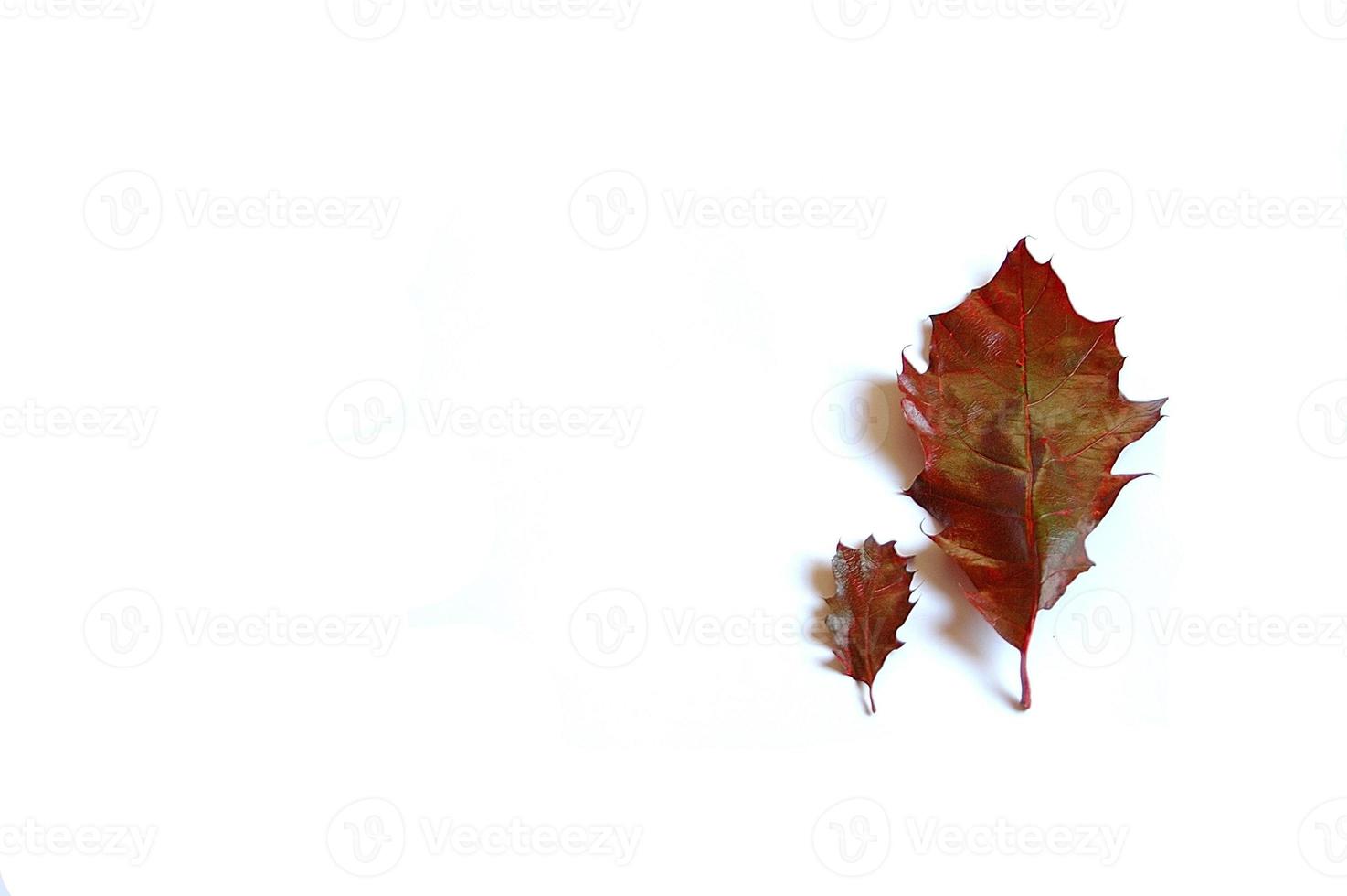 fall on white photo