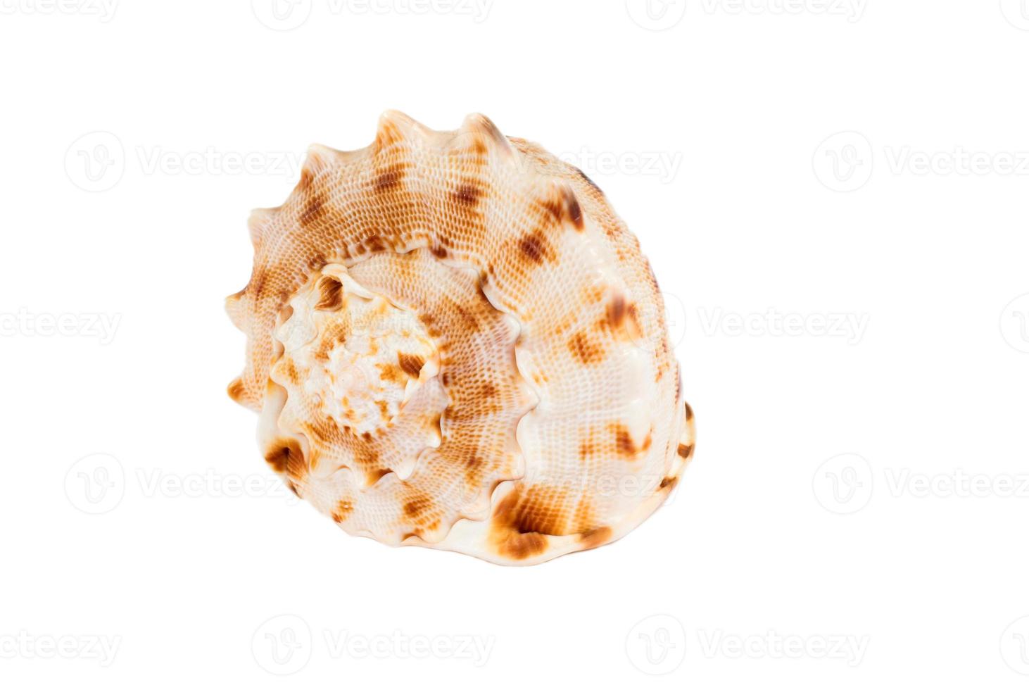 shell on white photo