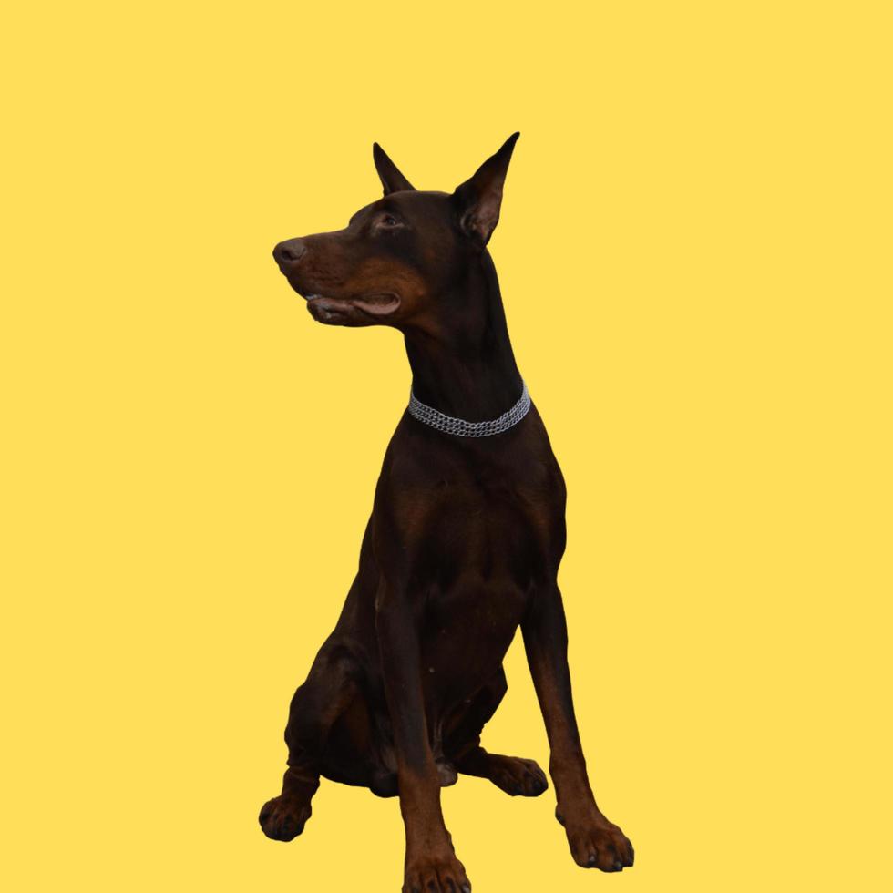 dog with yellow background photo