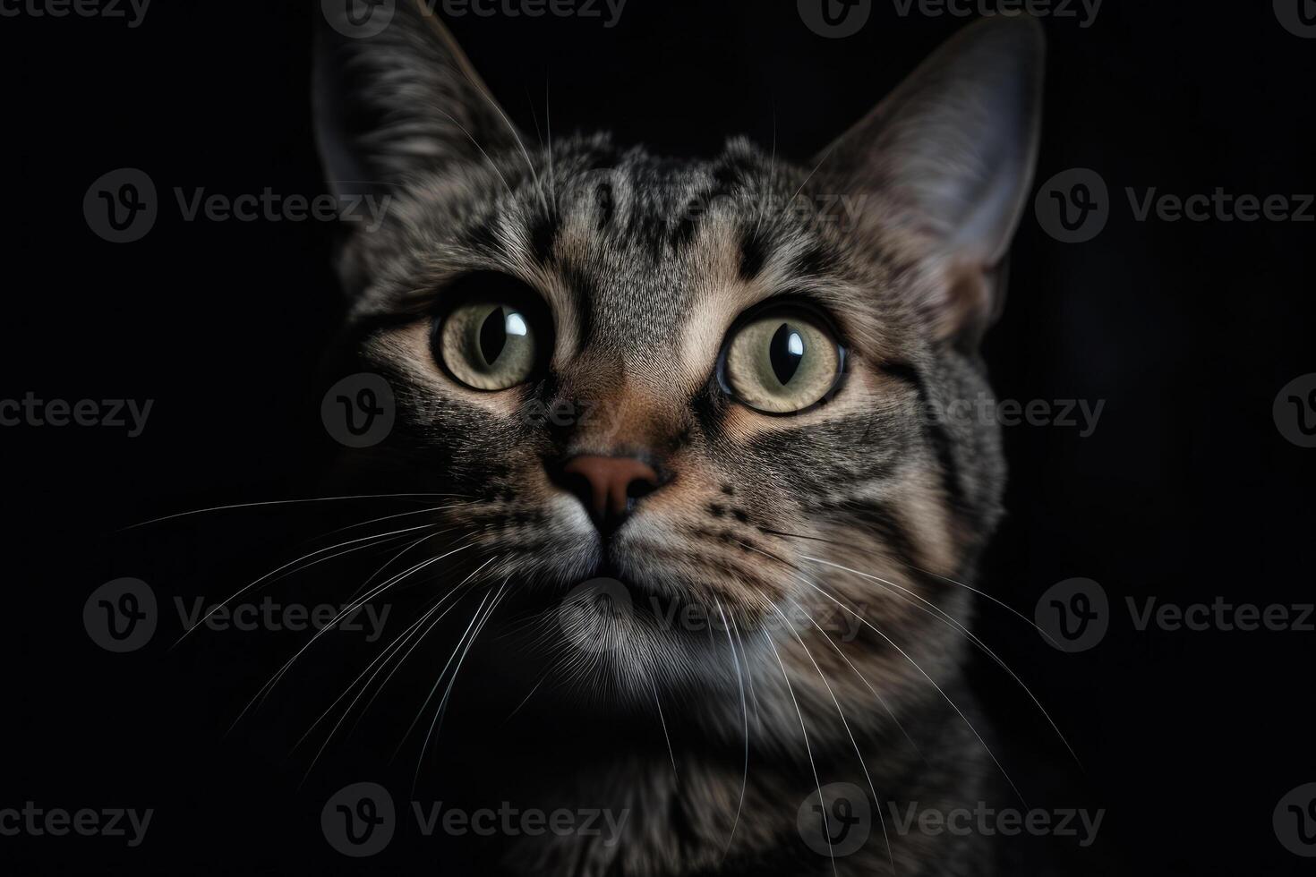 Angry cat portrait on dark background, close up shot. photo