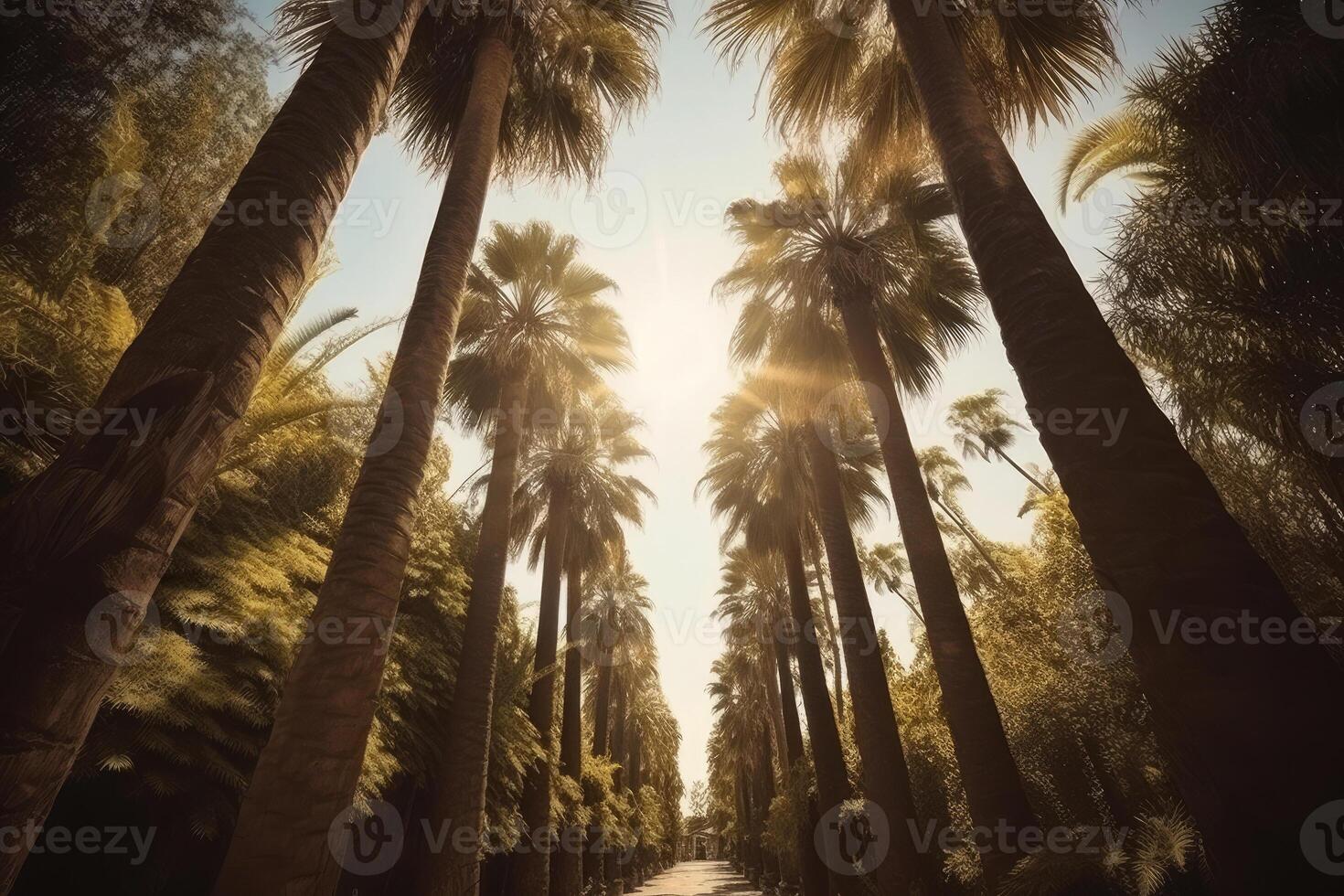 Palm tree silhouettes against sky, bottom view. photo