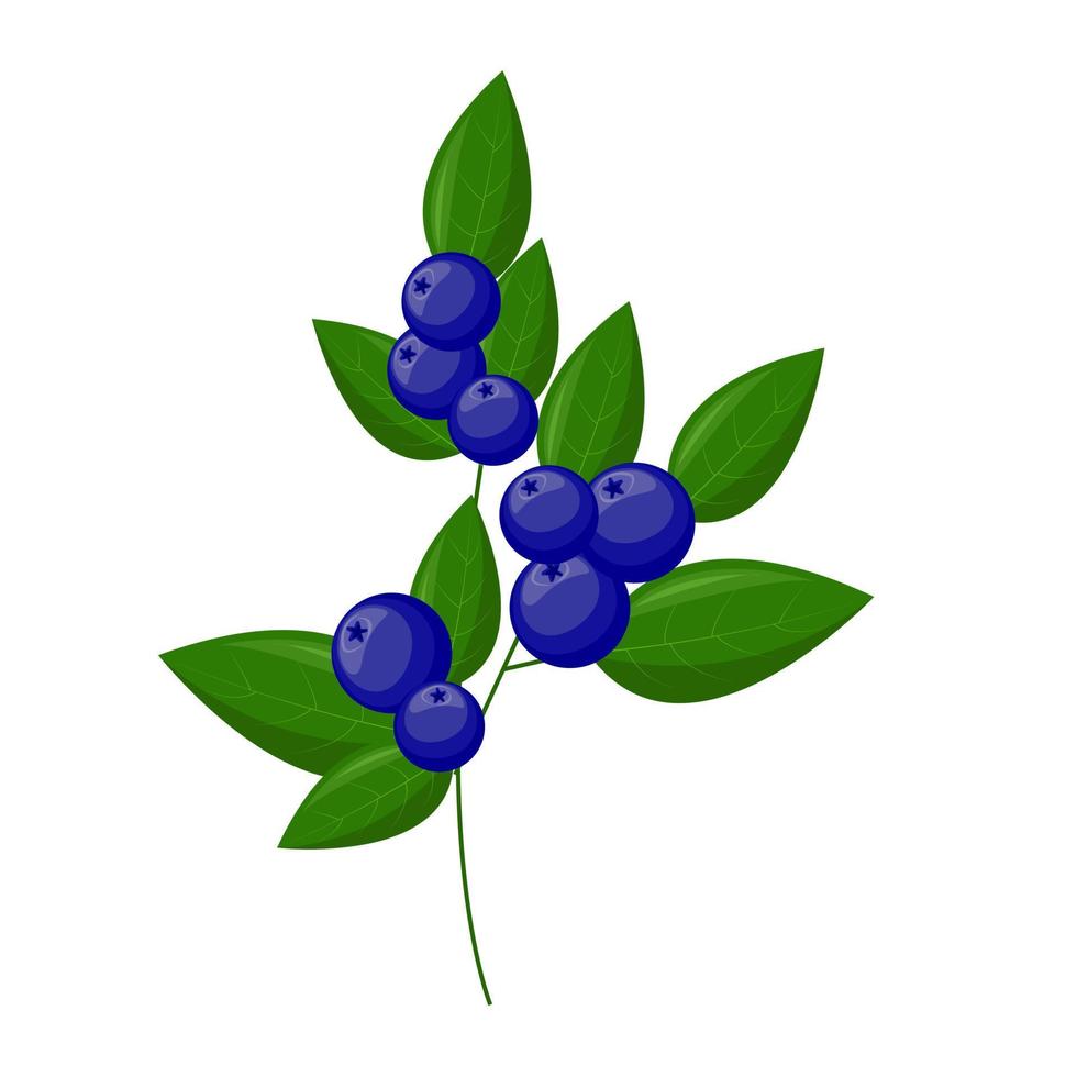 Blueberry branch. For your design. for pattern, badge, label, textile etc. Summer fruits for healthy lifestyle. Organic fruit. Cartoon style. Vector illustration