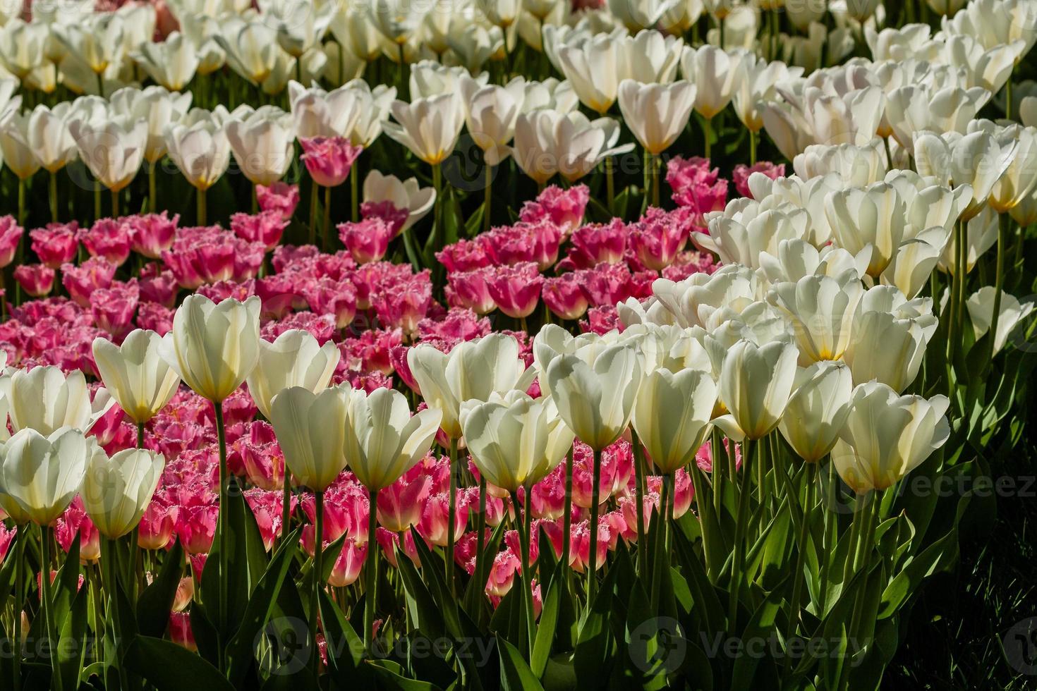 Spring field of colorful tulips photo