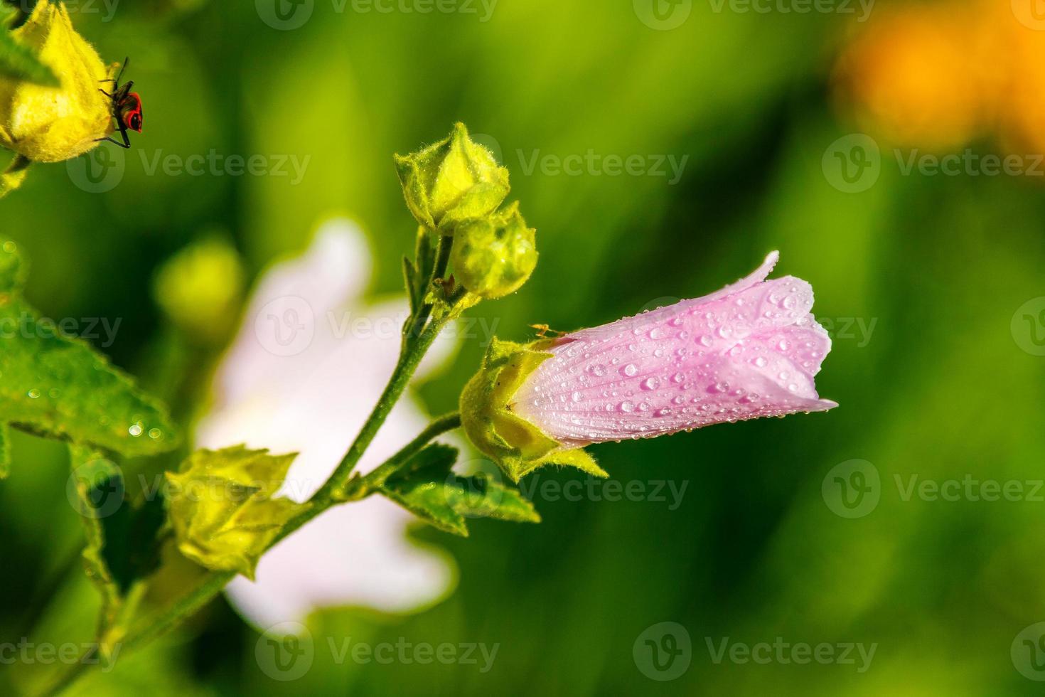 pink field colors with droplets and a stove collecting pollen photo