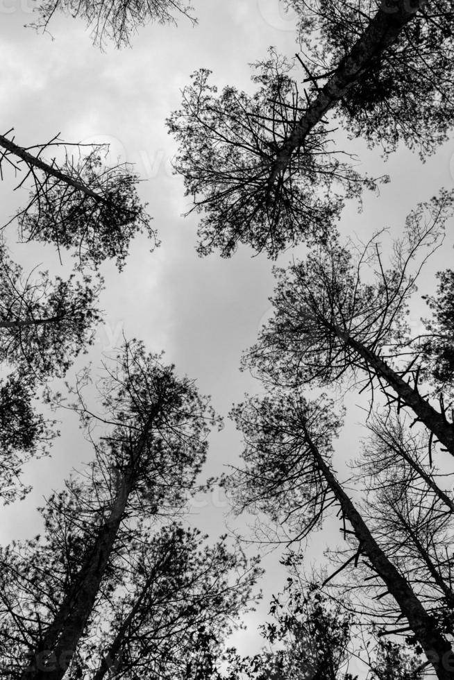 high spruce up against the sky photo