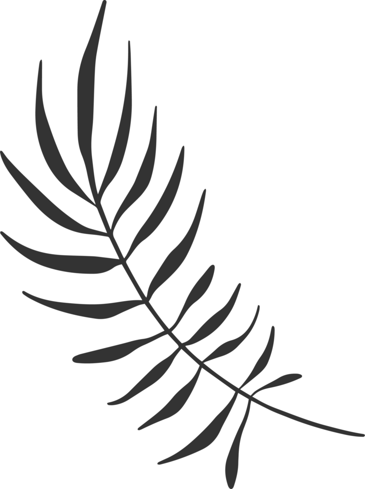 Hand drawn Abstract Leaf and Branch png