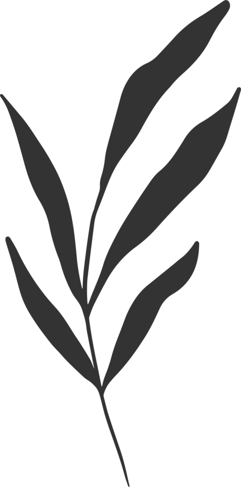 Hand drawn Abstract Leaf and Branch png