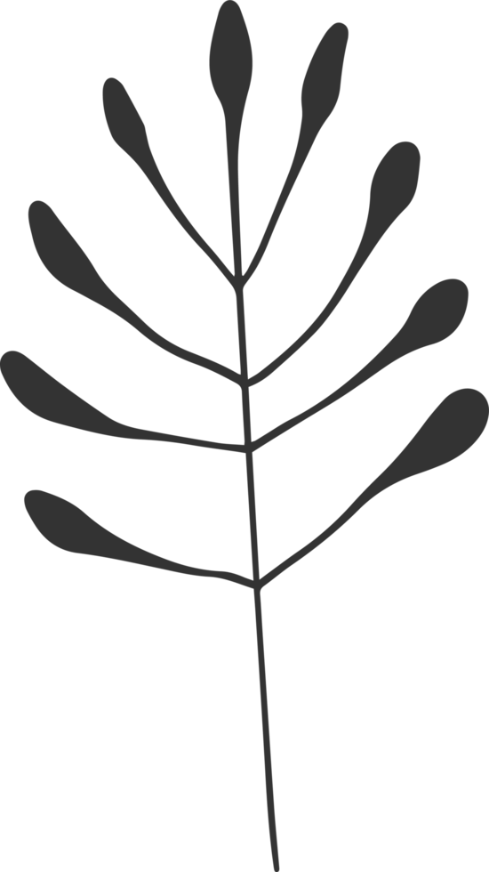 Hand drawn Abstract Leaf and Branch png