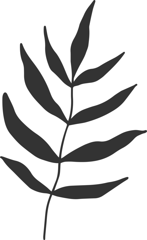 Hand drawn Abstract Leaf and Branch png