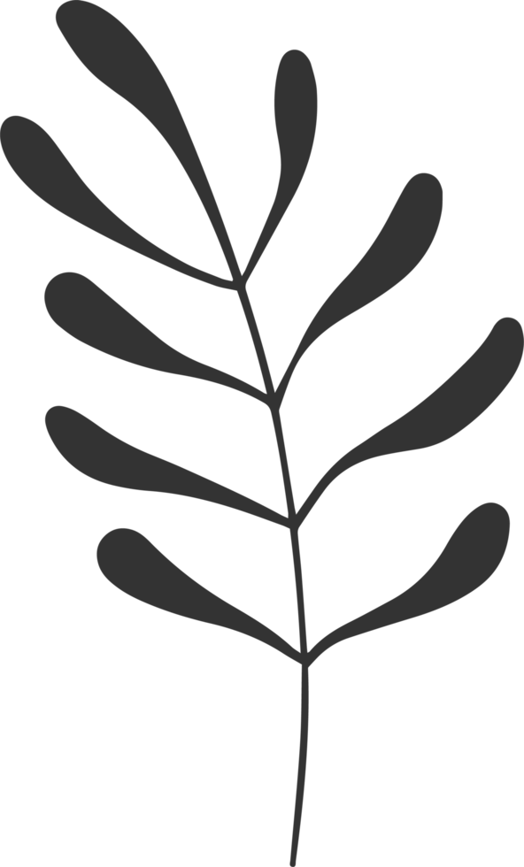 Hand drawn Abstract Leaf and Branch png