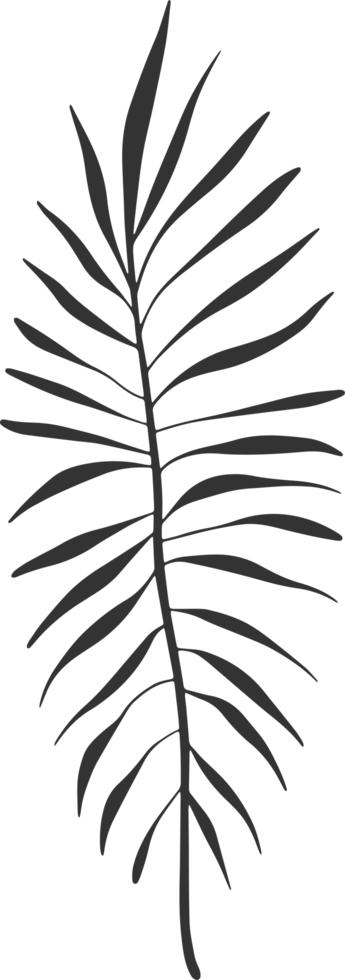 Hand drawn Abstract Leaf and Branch png