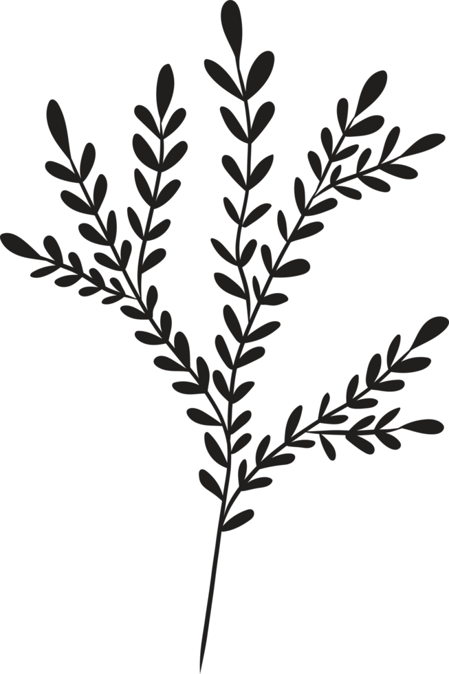 Hand drawn Abstract Leaf and Branch png