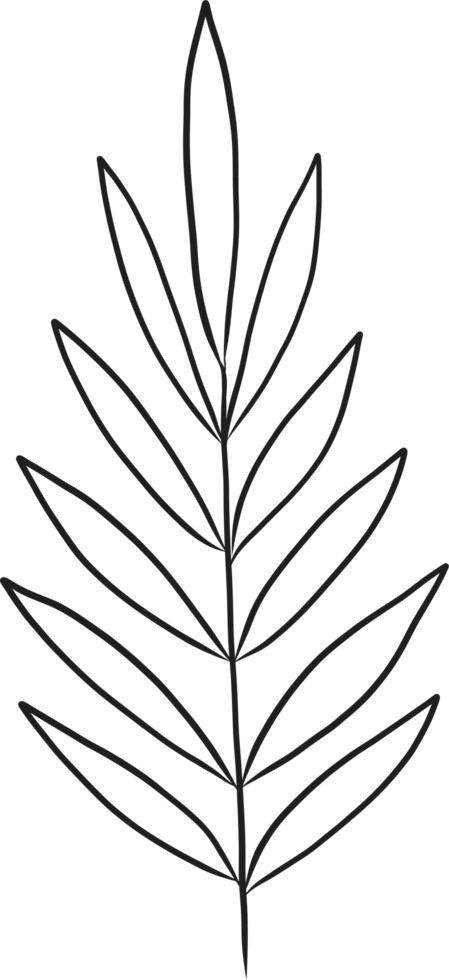 Hand drawn Abstract Leaf and Branch png