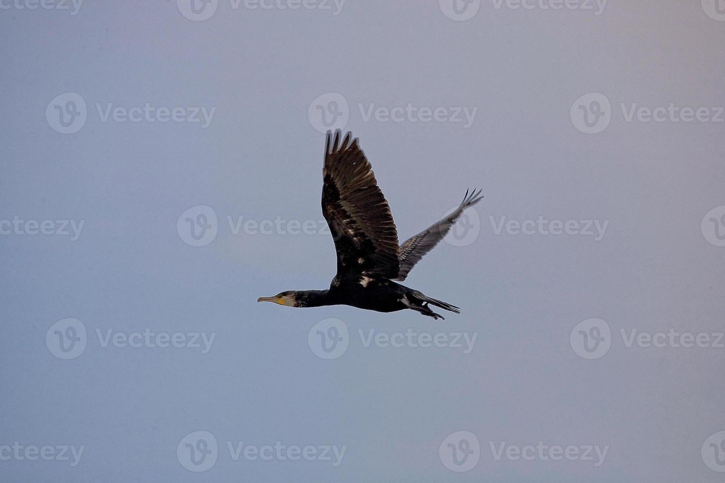 black cormorant bird in flight on a background of the blue cloudless sky photo